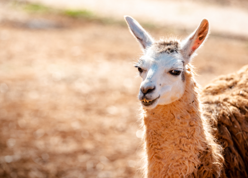 Fotografija 2 - Suzana je učionicu zamijenila farmom u Dubravi: 'Kriza ima, ali svoju odluku nikada nisam požalila'