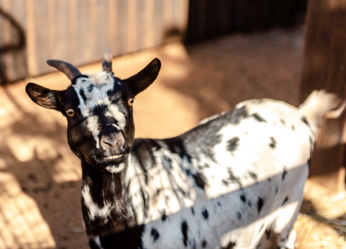 Fotografija 3 - Suzana je učionicu zamijenila farmom u Dubravi: 'Kriza ima, ali svoju odluku nikada nisam požalila'