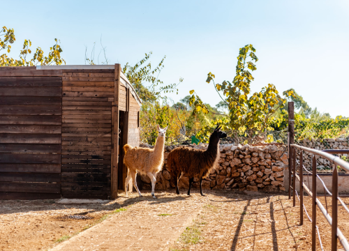 Fotografija 5 - Suzana je učionicu zamijenila farmom u Dubravi: 'Kriza ima, ali svoju odluku nikada nisam požalila'