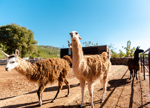 Fotografija 6 - Suzana je učionicu zamijenila farmom u Dubravi: 'Kriza ima, ali svoju odluku nikada nisam požalila'