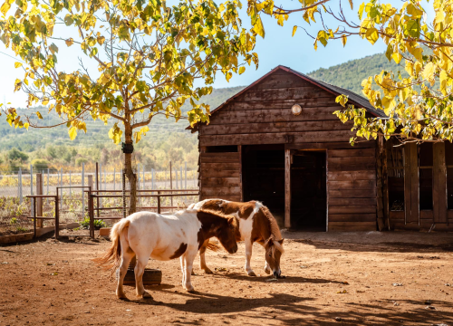 Fotografija 7 - Suzana je učionicu zamijenila farmom u Dubravi: 'Kriza ima, ali svoju odluku nikada nisam požalila'