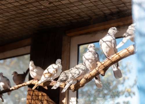 Fotografija 9 - Suzana je učionicu zamijenila farmom u Dubravi: 'Kriza ima, ali svoju odluku nikada nisam požalila'