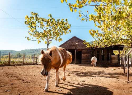 Fotografija 14 - Suzana je učionicu zamijenila farmom u Dubravi: 'Kriza ima, ali svoju odluku nikada nisam požalila'