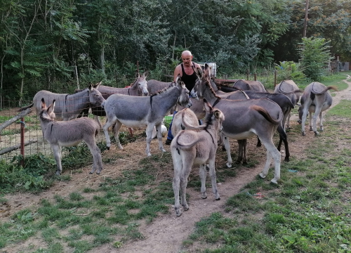 Fotografija 2 - Paško je ljubav prema magarcima pretvorio u obiteljski posao: 'Kćer će mi biti dostojna zamjena na utrkama'