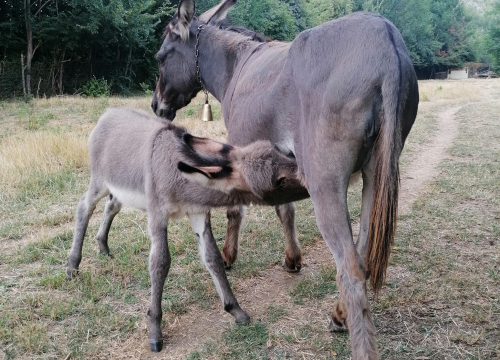Fotografija 4 - Paško je ljubav prema magarcima pretvorio u obiteljski posao: 'Kćer će mi biti dostojna zamjena na utrkama'