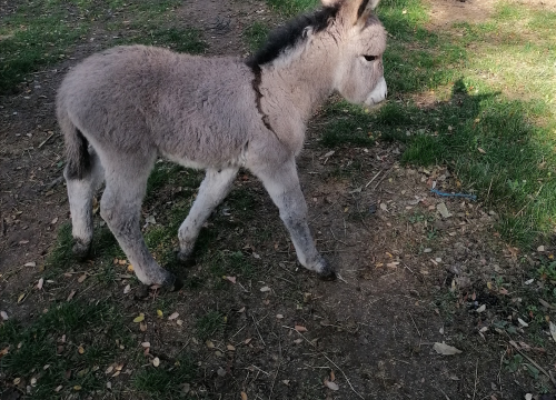 Fotografija 3 - Paško je ljubav prema magarcima pretvorio u obiteljski posao: 'Kćer će mi biti dostojna zamjena na utrkama'