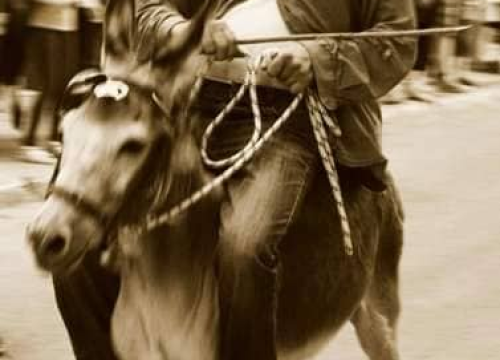 Fotografija 7 - Paško je ljubav prema magarcima pretvorio u obiteljski posao: 'Kćer će mi biti dostojna zamjena na utrkama'