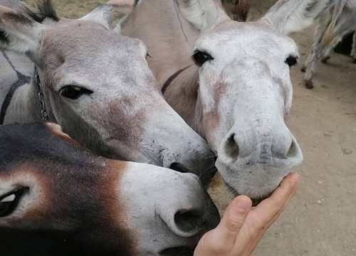 Fotografija 9 - Paško je ljubav prema magarcima pretvorio u obiteljski posao: 'Kćer će mi biti dostojna zamjena na utrkama'