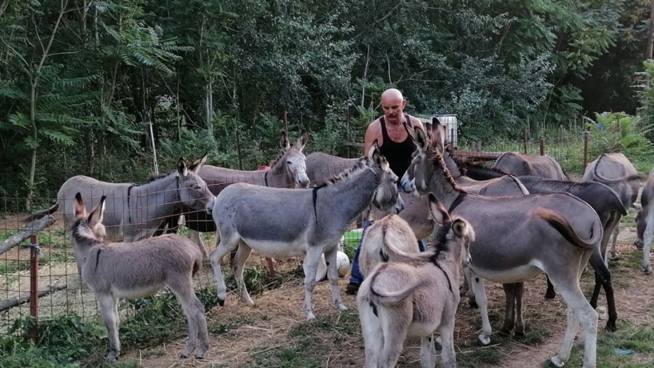 Paško je ljubav prema magarcima pretvorio u obiteljski posao: 'Kćer će mi biti dostojna zamjena na utrkama'