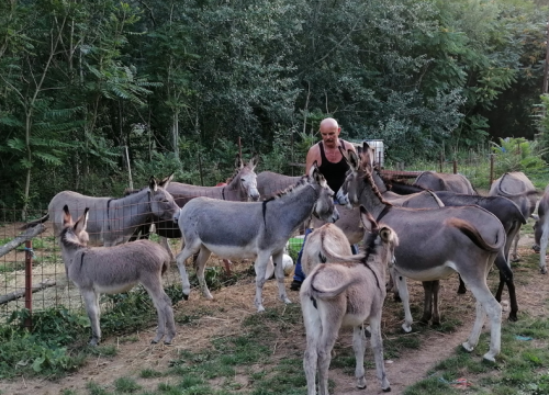 Paško je ljubav prema magarcima pretvorio u obiteljski posao: 'Kćer će mi biti dostojna zamjena na utrkama'