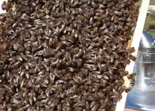 Fotografija 3 - Doda Pčelarica je, s puno ljubavi i volje, napravila malo pčelinje carstvo: Ispričala nam je sve o pčelama, medu, propolisu, peludu…