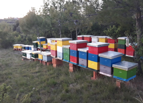 Fotografija 5 - Doda Pčelarica je, s puno ljubavi i volje, napravila malo pčelinje carstvo: Ispričala nam je sve o pčelama, medu, propolisu, peludu…