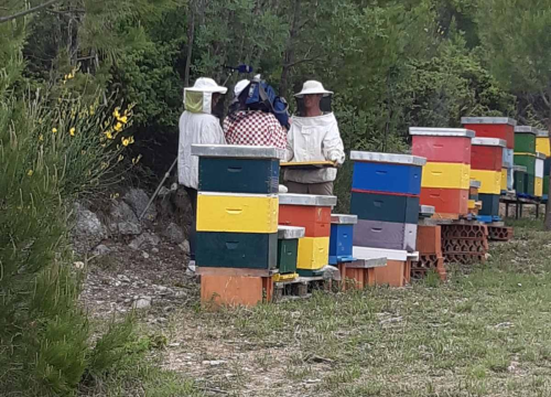 Fotografija 6 - Doda Pčelarica je, s puno ljubavi i volje, napravila malo pčelinje carstvo: Ispričala nam je sve o pčelama, medu, propolisu, peludu…