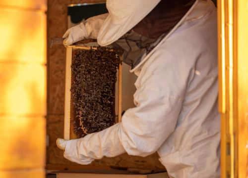 Fotografija 9 - Doda Pčelarica je, s puno ljubavi i volje, napravila malo pčelinje carstvo: Ispričala nam je sve o pčelama, medu, propolisu, peludu…