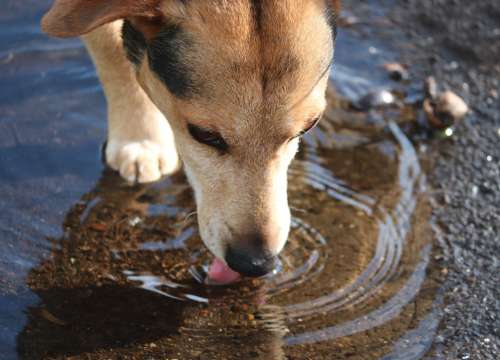 Ljetne šetnje: Evo kako zaštititi šape ljubimaca tijekom vrućina
