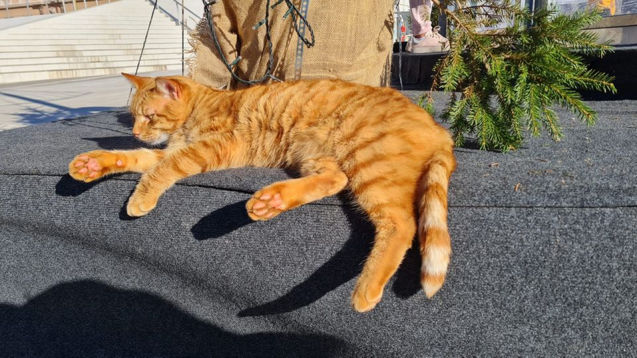 Raspisan likovni i literarni natječaj za šibenske osnovnoškolce