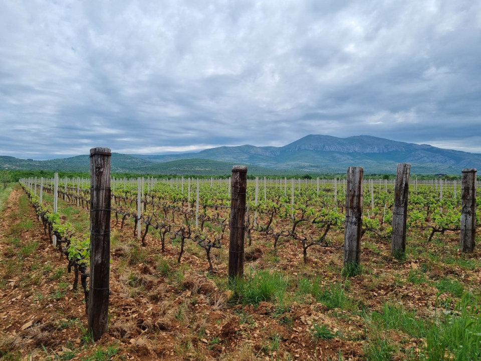 Vinar Ivica Džapo: 'Promincima loza je u krvi, naš je debit uvijek bio prvi'