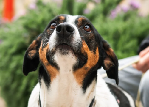 Šibenske šape trebaju vašu pomoć: ‘Ne možemo sve sami, evo kako i vi možete pomoći’