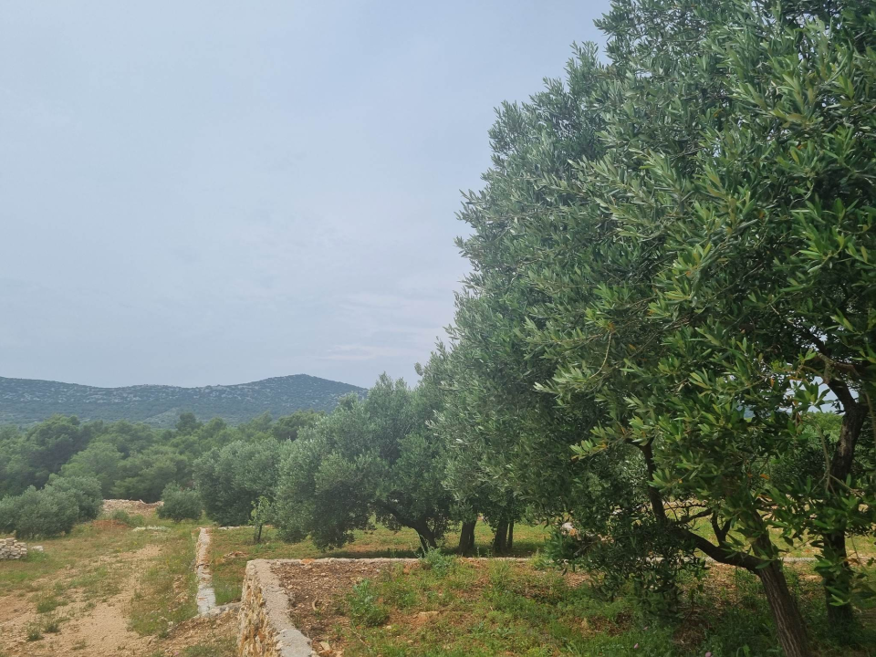 Maslinar Šime Stipaničev: 'Uživamo u prirodi i imamo mali obiteljski hobi u kojem smo se svi pronašli'