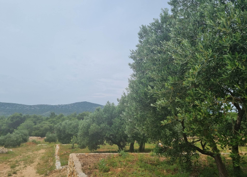 Fotografija 2 - Maslinar Šime Stipaničev: 'Uživamo u prirodi i imamo mali obiteljski hobi u kojem smo se svi pronašli'