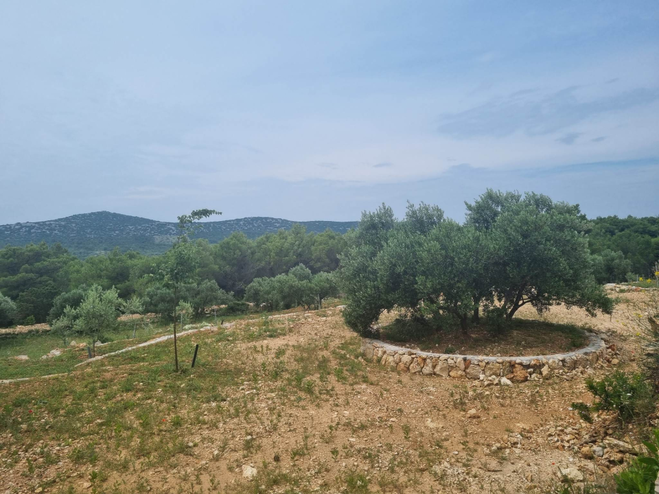 Maslinar Šime Stipaničev: 'Uživamo u prirodi i imamo mali obiteljski hobi u kojem smo se svi pronašli'