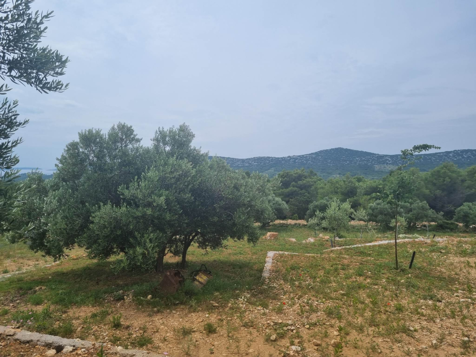 Maslinar Šime Stipaničev: 'Uživamo u prirodi i imamo mali obiteljski hobi u kojem smo se svi pronašli'