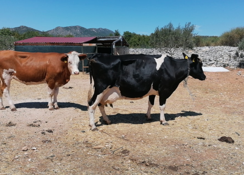Fotografija 3 - Ivana se bojala buba, a danas u zaleđu Vodica ima ranč koji je u utrci za najbolji u Hrvatskoj