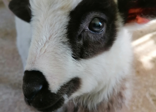 Fotografija 4 - Ivana se bojala buba, a danas u zaleđu Vodica ima ranč koji je u utrci za najbolji u Hrvatskoj