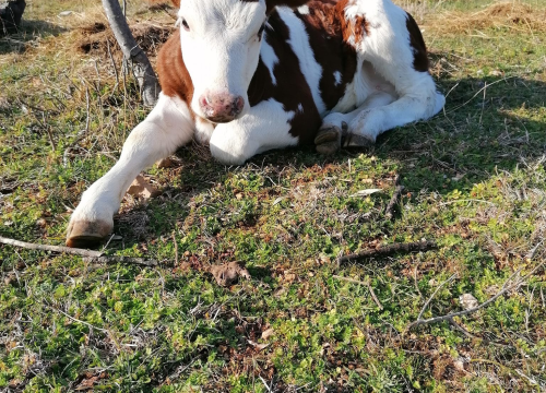 Fotografija 6 - Ivana se bojala buba, a danas u zaleđu Vodica ima ranč koji je u utrci za najbolji u Hrvatskoj