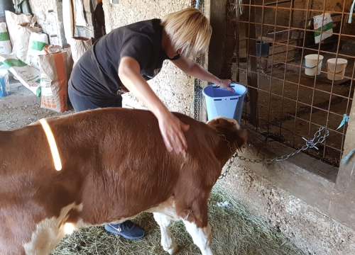 Fotografija 2 - Ivana se bojala buba, a danas u zaleđu Vodica ima ranč koji je u utrci za najbolji u Hrvatskoj