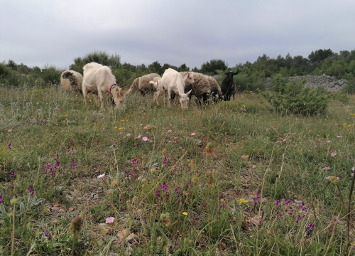 Fotografija 5 - Ivana se bojala buba, a danas u zaleđu Vodica ima ranč koji je u utrci za najbolji u Hrvatskoj