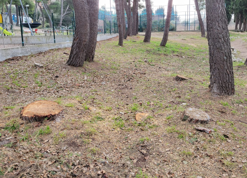 Fotografija 7 - 'Masakr' u parku Rasadnik na Vidicima: Sječe li Zeleni grad stabla mimo studije koju je naručio Grad?