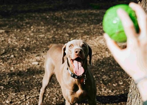 Svjetski je dan ljubavi prema kućnim ljubimcima