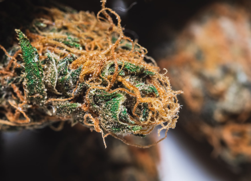 Njemačka legalizirala marihuanu. Evo što se smije, a što ne