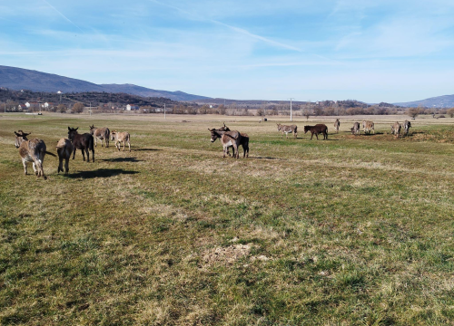 Fotografija 11 - Martin i supruga odlučili su ostati na selu i baviti se poljoprivredom: 'Na OPG-u u Petrovom polju radi cijela obitelj'