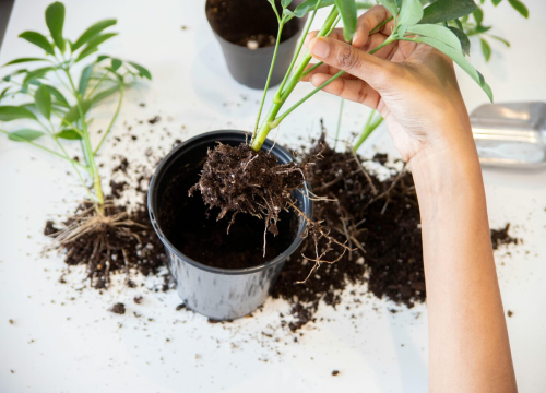 Pet stvari koje treba napraviti s dolaskom proljeća da bi biljke bile zdravije i ljepše