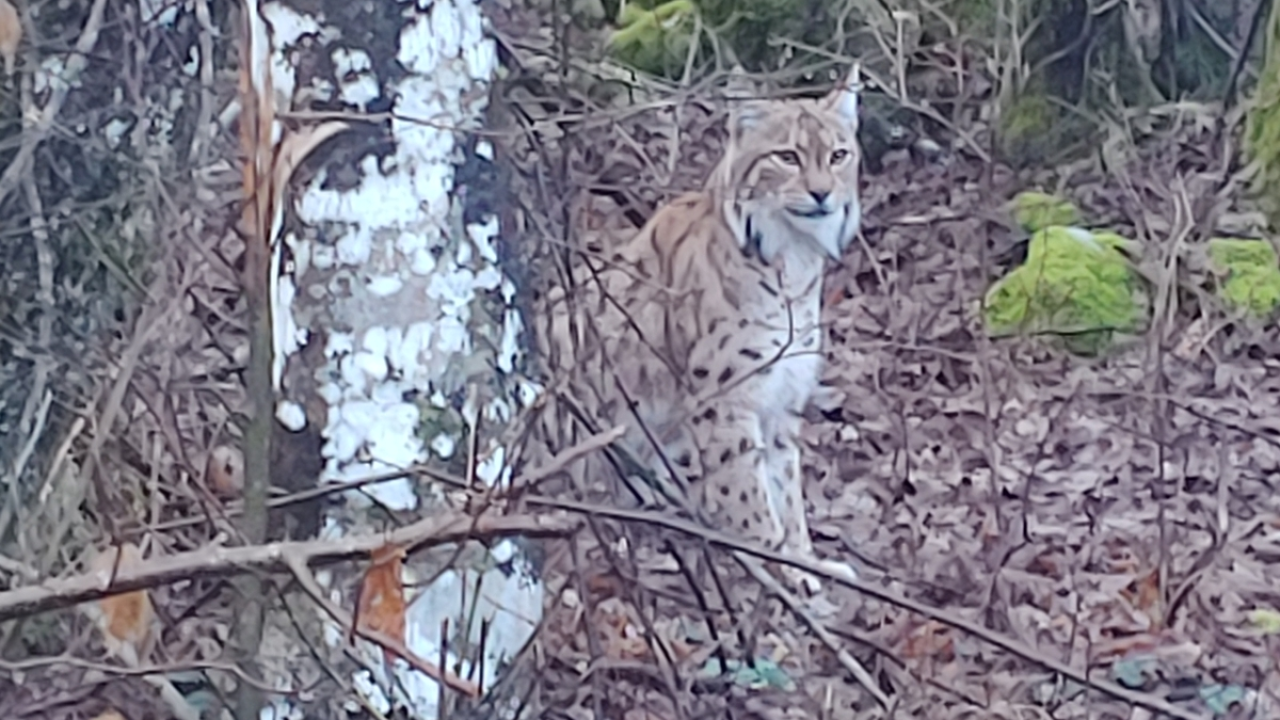 Ris jutros snimljen na Ćićariji: 'Bio je miran, nimalo prestrašen'