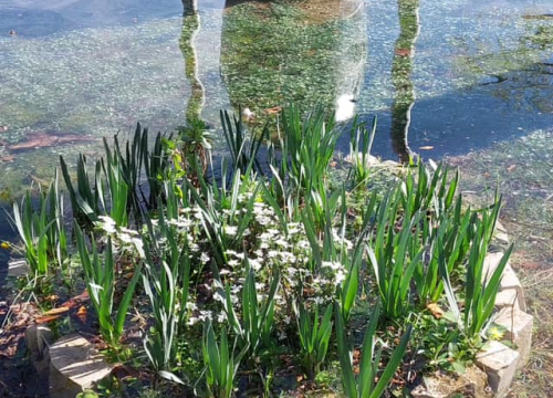 Fotografija 8 - Visok vodostaj Krke poplavio dio Visovca