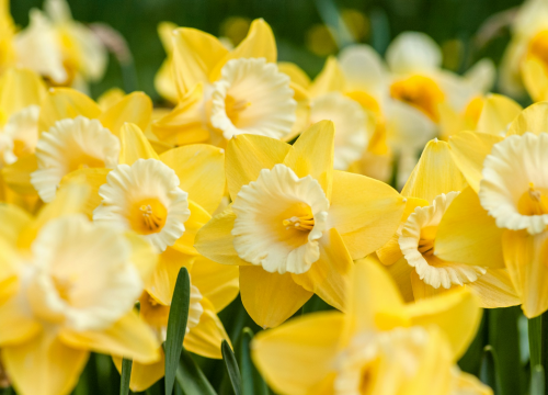 U subotu ispred kazališta Liga protiv raka obilježava Dan narcisa