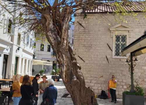 Doktor za drveća pregledao murvu: Koliko je staro legendarno šibensko stablo?