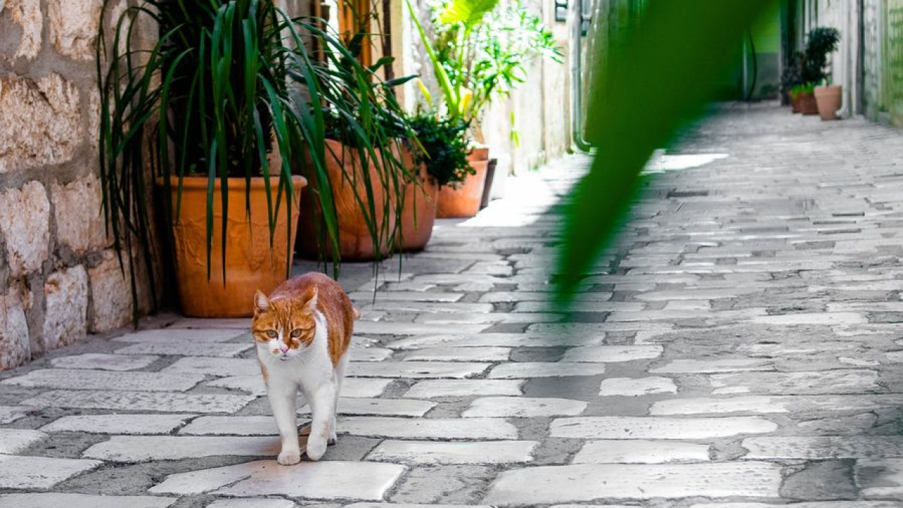 Na Zlarinu izložba likovnih i literarnih radova s natječaja Mačke