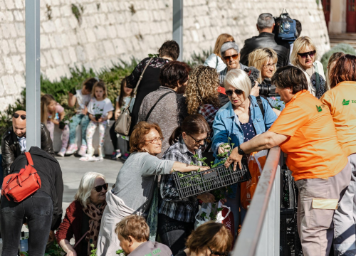Fotografija 17 - Gužva na Poljani: Šibenčani cvijeće najviše vole kad je besplatno