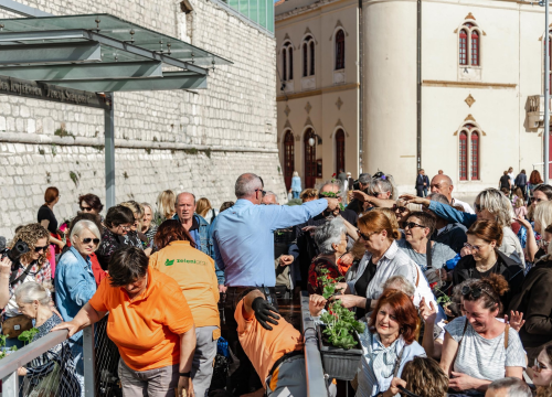 Fotografija 16 - Gužva na Poljani: Šibenčani cvijeće najviše vole kad je besplatno