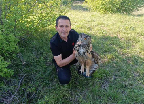 Ranjena sova ušara pronađena u Vukšiću