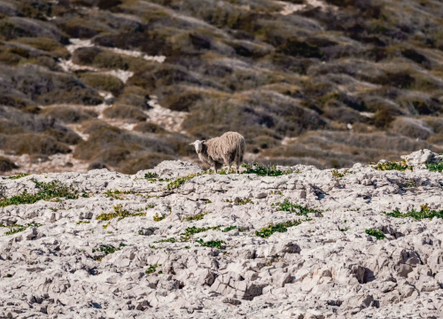 Paška sirana pastire za svoje stado pronašla u inozemstvu: ‘Ovce nam imaju nepalska imena’
