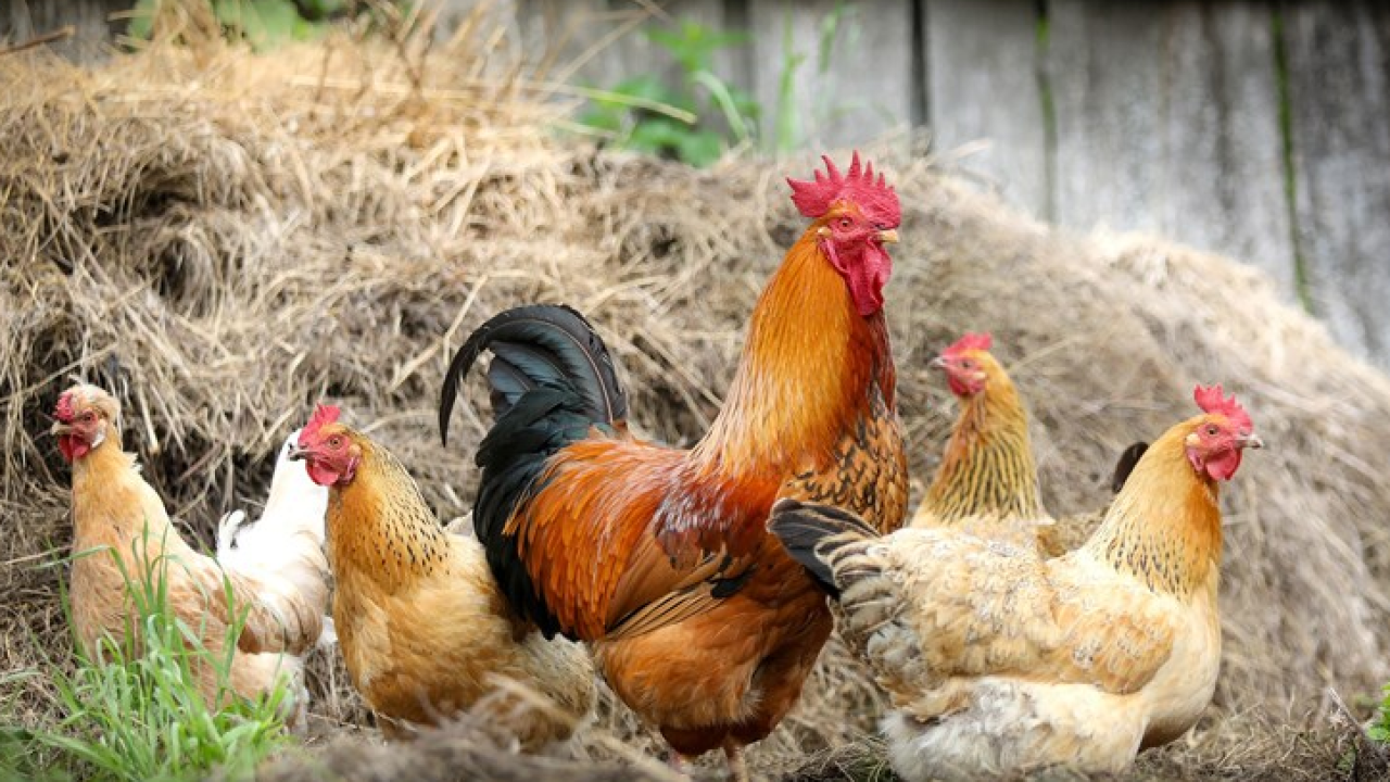 Pravilnik o tržišnim standardima za jaja upućen u e-savjetovanje