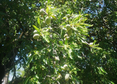 Fotografija 10 - Jure Rončević zajedno s obitelji bavi se uzgojem badema: ‘Nismo htjeli zapustiti djedovinu’