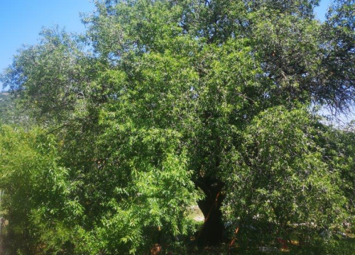 Fotografija 11 - Jure Rončević zajedno s obitelji bavi se uzgojem badema: ‘Nismo htjeli zapustiti djedovinu’