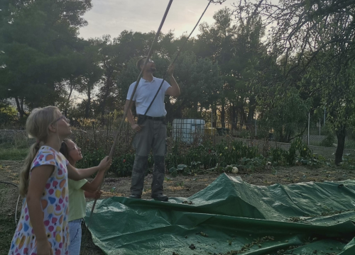 Fotografija 12 - Jure Rončević zajedno s obitelji bavi se uzgojem badema: ‘Nismo htjeli zapustiti djedovinu’