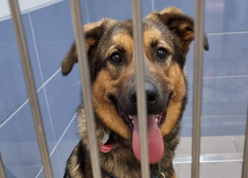 Pronađen Henry, pas za kojim su turisti u Šibeniku tragali danima